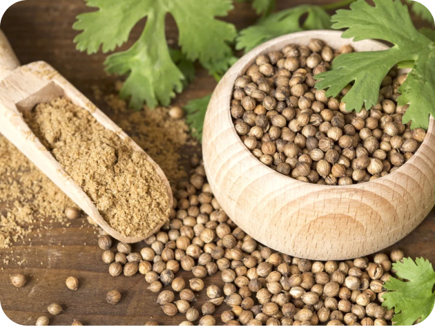Coriander seeds